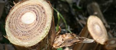 Fusarium wilt-affected banana plant. Credit: Scot Nelson