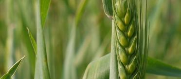 A wheat grain