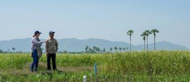 Two farmers inspect a crop