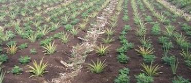 A field of pineapples