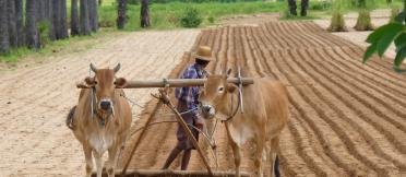 A farmer uses cattle to plough a field