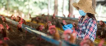 chicken farmer wearing face mask 