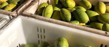 Mangoes being shipped