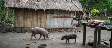 Pigs roam for food in a village in PNG.