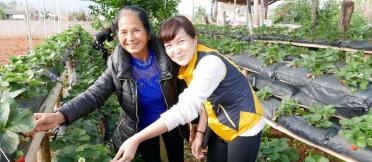 Two Vietnamese women in strawberry farm