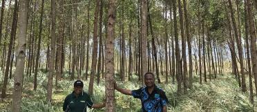 Tree plantation in PNG