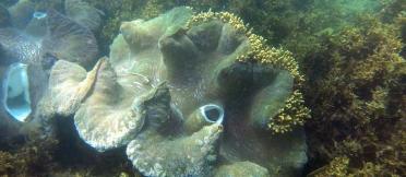 Giant clams