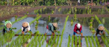 Farmers in rice field