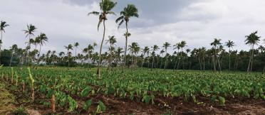 Taro farm