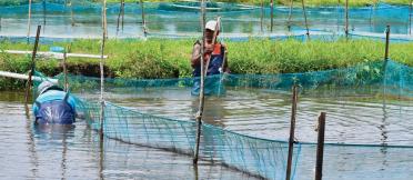 Fijian farmers tending to their tilapia fish farm