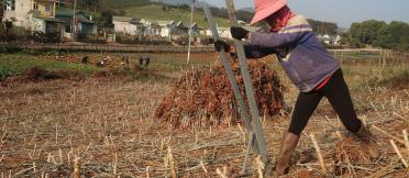 Farmers harvest cassava with tools introduced by CIAT. Son La, Vietnam, 13/1/2021. Project AGB/2012/078.
