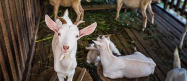 Goat in Laos