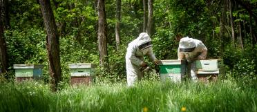 Beekeepers inspecting a hive 