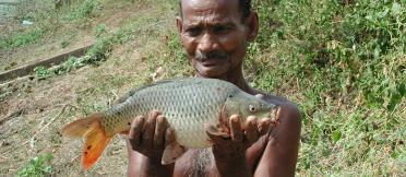 FinFish in Sri Lanka