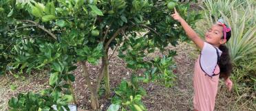 A girl reaching up to pick fruit from a tree