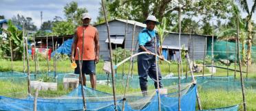 Ms Katarina Baleisuva (right), the first female Fijian tilapia farmer currently producing and supplying male-only cultured fingerlings (young fish) to semi-commercial and commercial farmers in the country