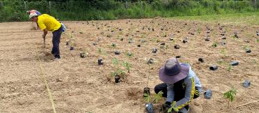 People planting small crops by hand