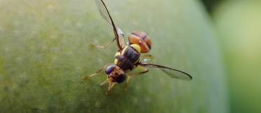 Fruit fly on Mango in Java, Indonesia. 