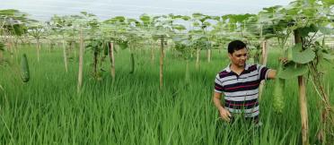 A Bangladeshi farmer grows shorter duration rice and a crop of long melon or bottle gourd on a wired structure above his rice crop—increasing the productivity of the land and making use of available resources.  