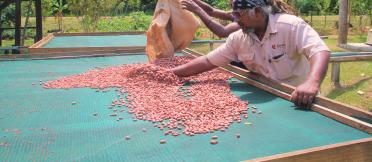 The drying process is just as crucial to quality as fermentation. Poor drying practices will lead to poor quality cocoa. In areas where there is a lot of rain and high humidity, such as the tropical environment of the Pacific, drying is a particular challenge to avoid the production of poor-quality beans.