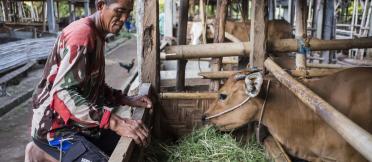 Farmer with cow in Indonesia 