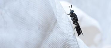 Black soldier fly on white netting 