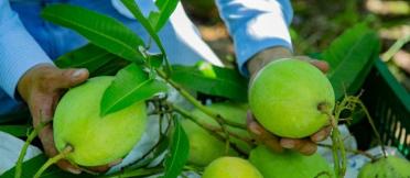 An image of several green mangoes, on cut branches, being held by a farmer.