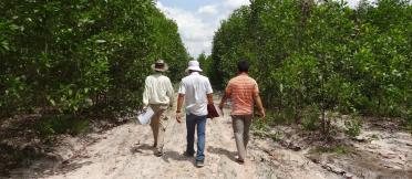 Forestry Administration staff conducting surveillance in an Acacia plantation, Kampong Chhnange Province, Cambodia.