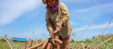 Australia’s support of Cambodia’s agricultural sector is now focusing on livestock and non-rice crops, like casava. 