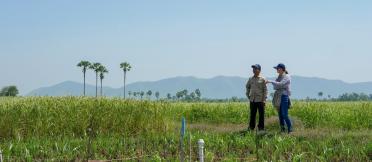 Researchers in field assessing crops