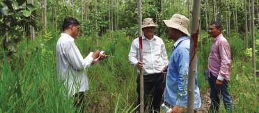 Three men in a eucalyptus plantation in Cambodia