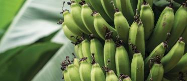 green bananas on a tree