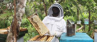 a beekeeper in a suit holding up bees from a hive in Papua New Guinea