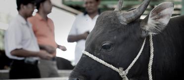 A close up image of a cow in a halter, with three men blurred in the background.