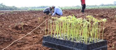 A tray of cassava seedlings in the foreground, with a field and people blurred in the background.