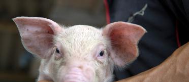 A close up photo of a pig