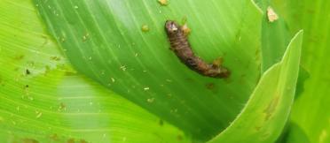 A fall armyworm, killed by biocontrol virus 