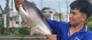 mekong cat fish 