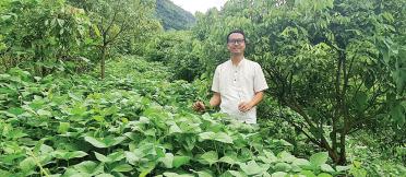 Man standing in the middle of bean crops
