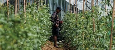 Man standing in the middle of tall crops