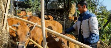 Vietnamese livestock farmer with Cow
