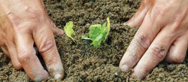 Hands in the soil on either side of a seedling