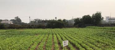 A field of mungbean rows