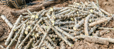 Freshly harvested cassava crop