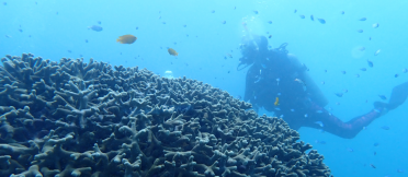 Scuba diver under water exploring coral with fish