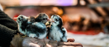 Three chicks sitting on a person's hand.