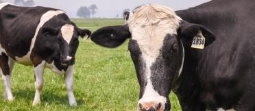 Cows in field 