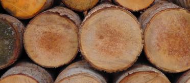 Stacked wood in a pile