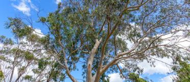 Eucalyptus tree 