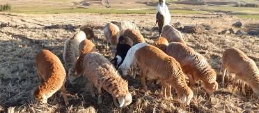 A flock of Menz sheep